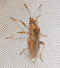 Rhopalus parumpunctatus