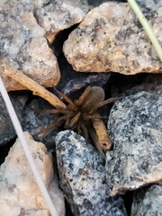 Trochosa
