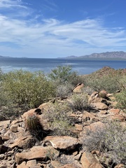 Ferocactus emoryi rectispinus