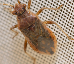 Rhopalus parumpunctatus