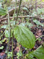Smilax tamnoides