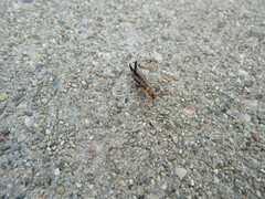Euborellia annulipes
