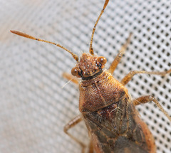 Rhopalus parumpunctatus