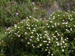 Cistus monspeliensis