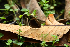 Mycalesis anaxias