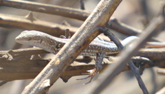 Podarcis siculus
