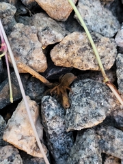 Trochosa