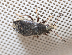 Stygnocoris rusticus