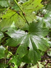 Hydrophyllum canadense