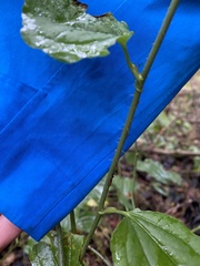 Smilax tamnoides