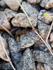 Trochosa
