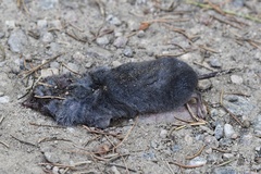 Blarina brevicauda