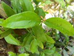 Dendrophthoe falcata