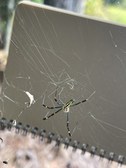 Trichonephila clavata