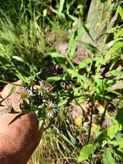 Symphyotrichum ericoides