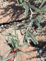 Prosopis articulata