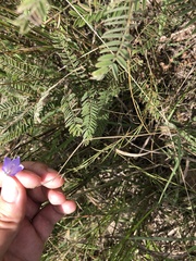 Campanula rotundifolia