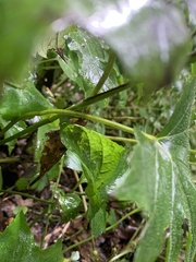 Hydrophyllum canadense
