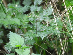 Lestidae