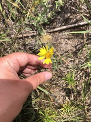 Heterotheca villosa