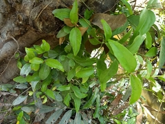 Dendrophthoe falcata
