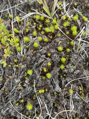 Polytrichum piliferum