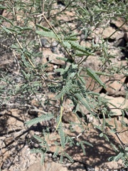Prosopis articulata