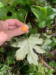 Hydrophyllum canadense