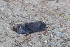 Blarina brevicauda