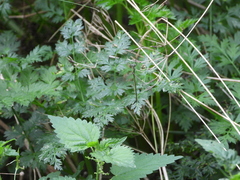 Lestidae