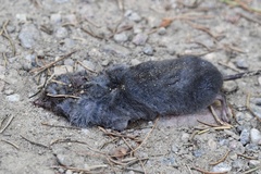 Blarina brevicauda