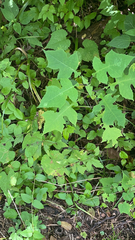 Polymnia canadensis