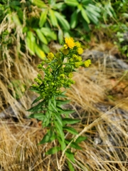 Solidago