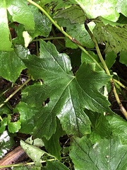 Hydrophyllum canadense