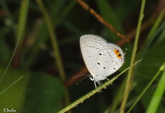 Everes lacturnus