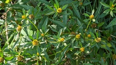 Bidens tripartita