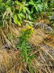 Solidago