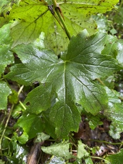 Hydrophyllum canadense