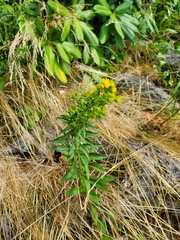 Solidago