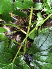 Hydrophyllum canadense