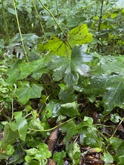 Hydrophyllum canadense