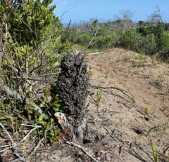 Crematogaster peringueyi