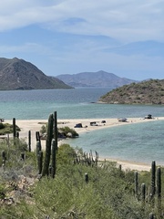 Pachycereus pringlei