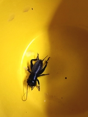 Gryllus campestris