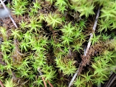 Tortella