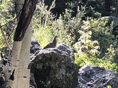 Dendragapus obscurus