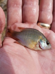 Lepomis miniatus