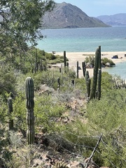 Pachycereus pringlei