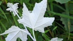 Populus alba