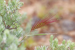 Elymus elymoides